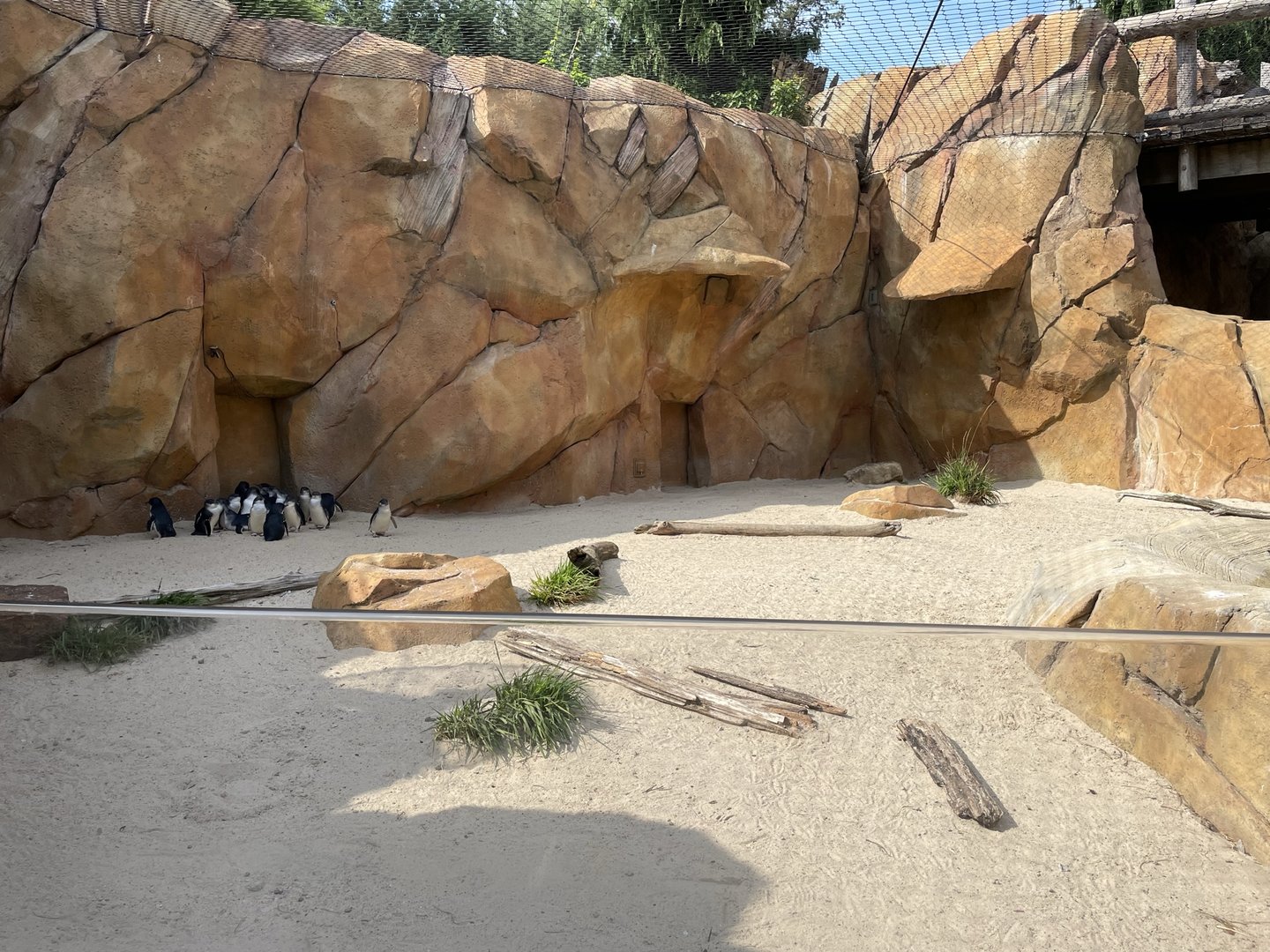 8/11/2023 - Little Blue Penguin Habitat (Left Half)