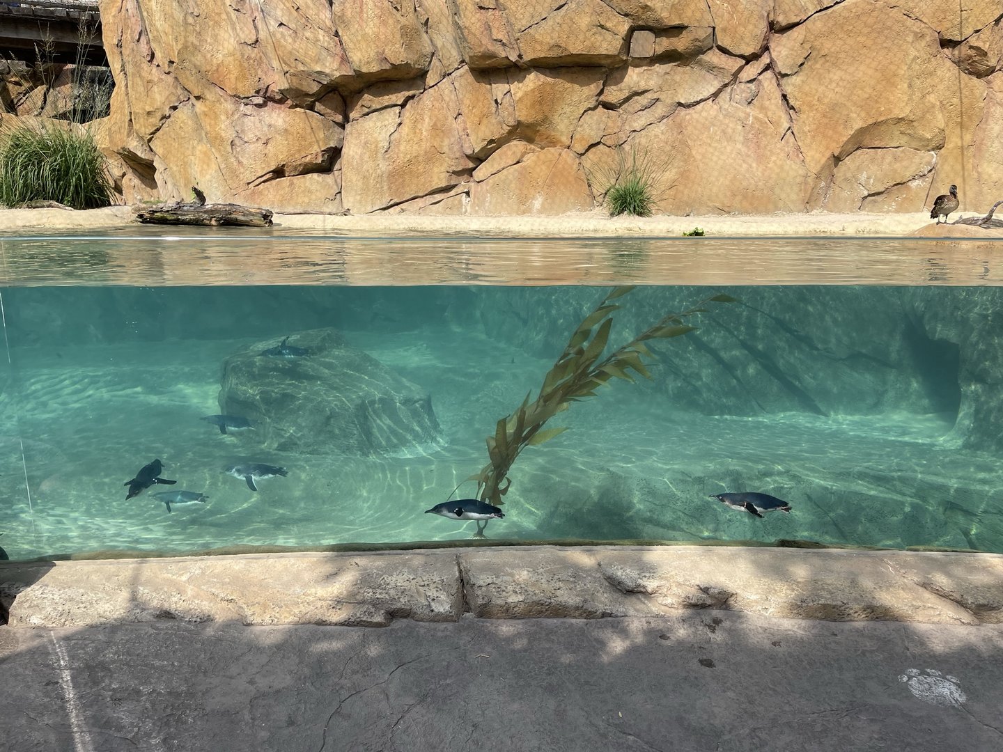 8/11/2023 - Little Blue Penguin Habitat (Right Half)