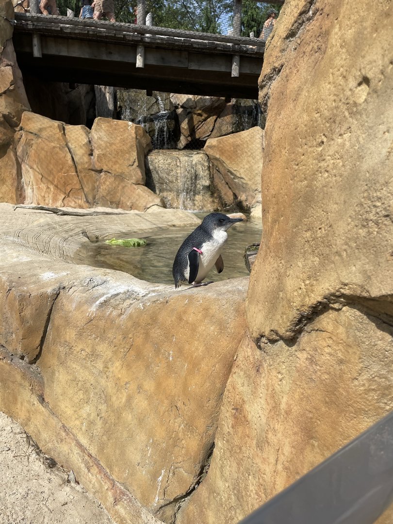 8/11/2023 - Little Blue Penguin
