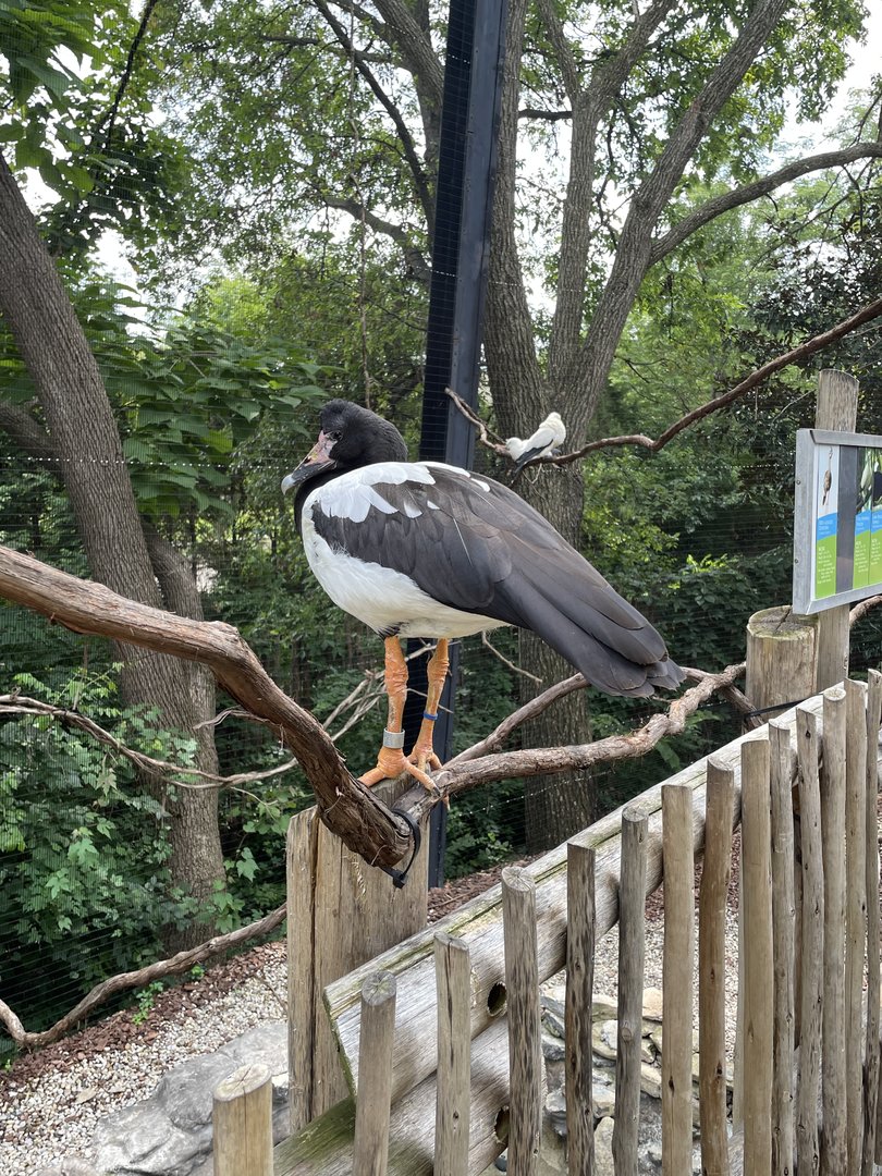 8/11/2023 - Magpie Goose