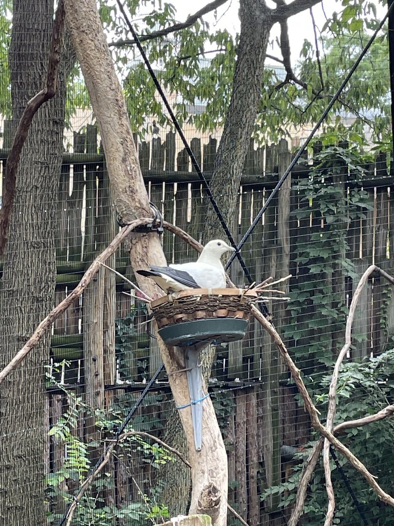 8/11/2023 - Pied Imperial Pigeon