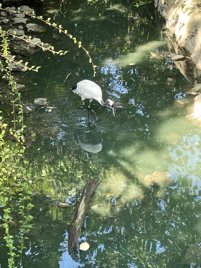 8/11/2023 - Red Crowned Crane