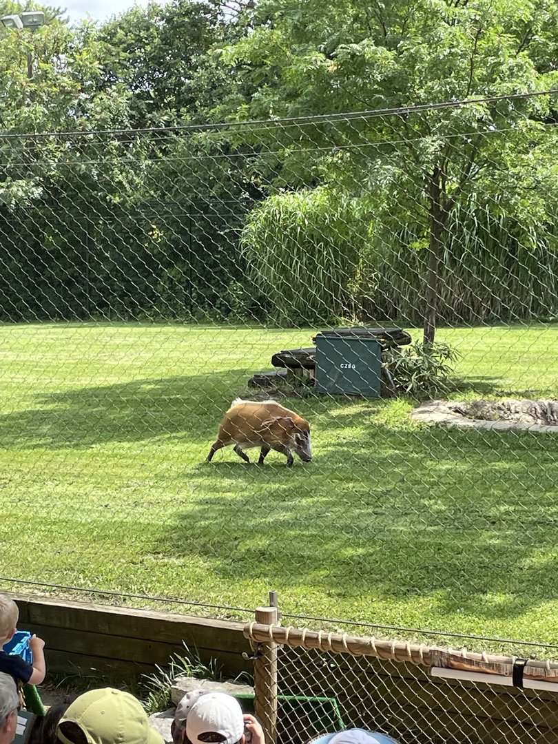 8/11/2023 - Red River Hog “Suspect”