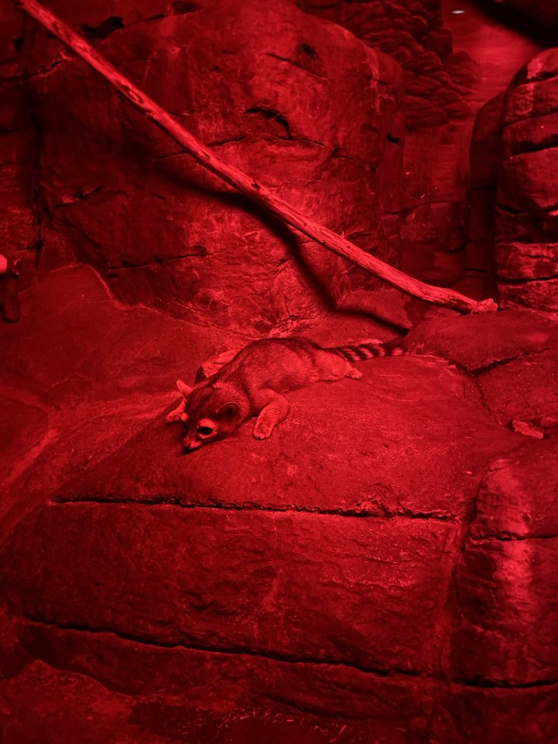 8/11/2023 - Ringtail