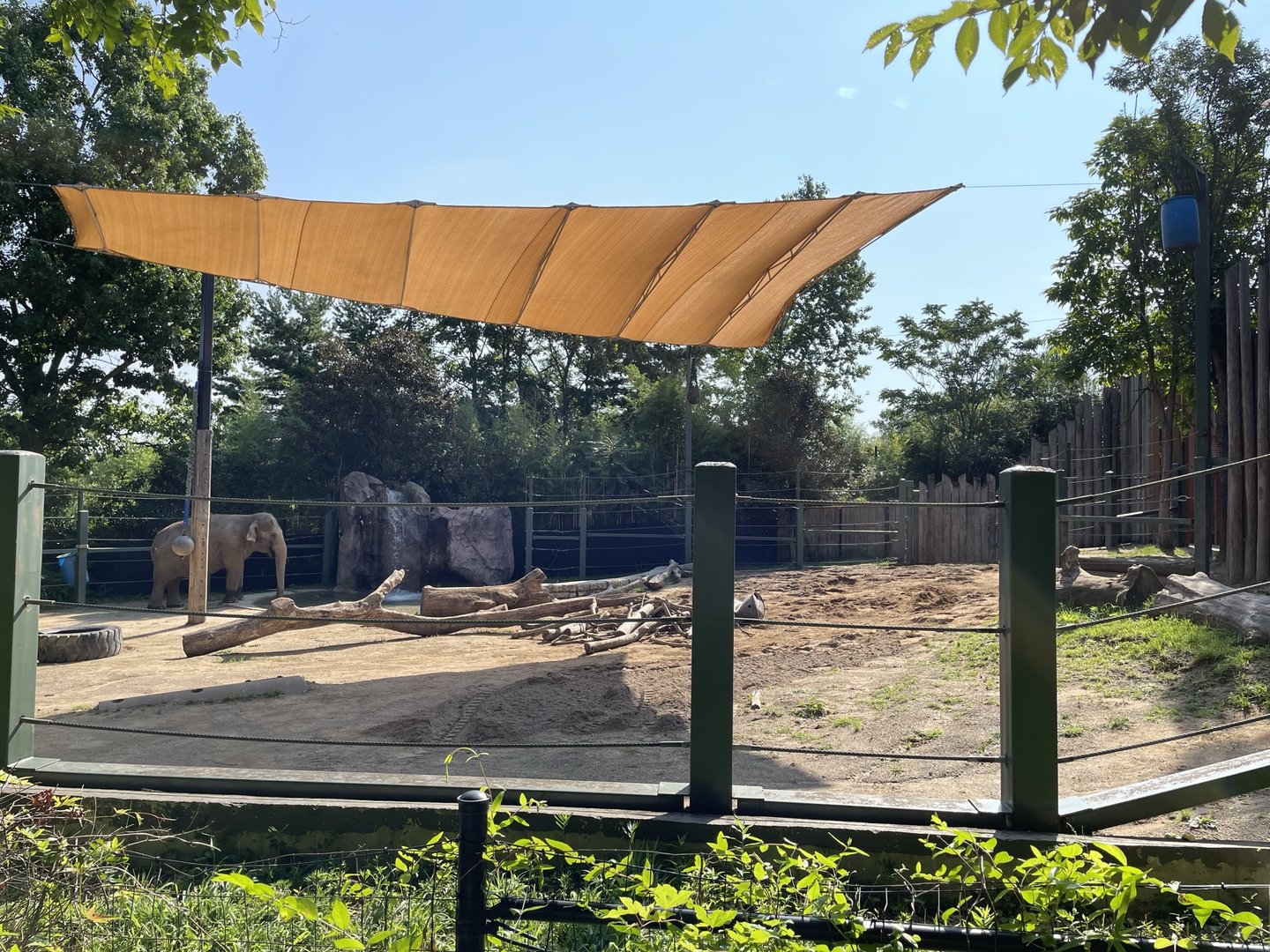8/11/2023 - Smaller Asian Elephant Habitat