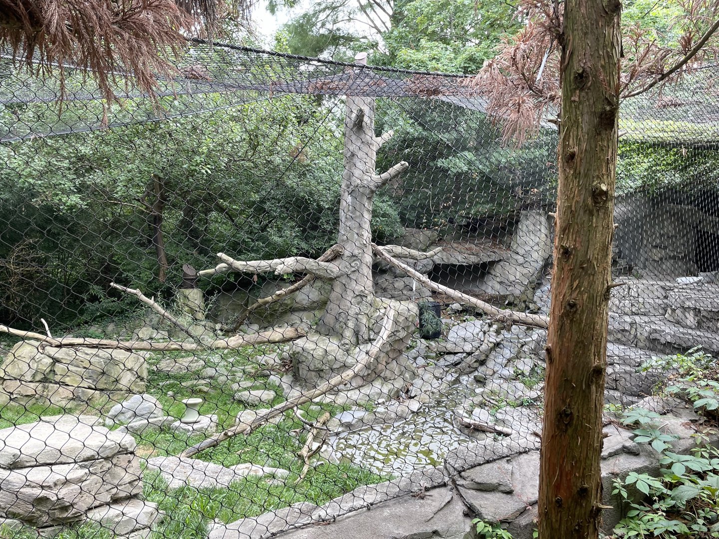 8/11/2023 - Snow Leopard Exhibit