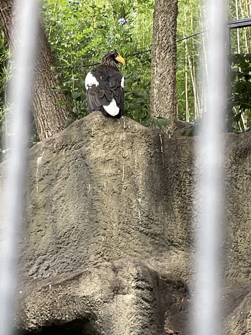 8/11/2023 - Stellar’s Sea Eagle