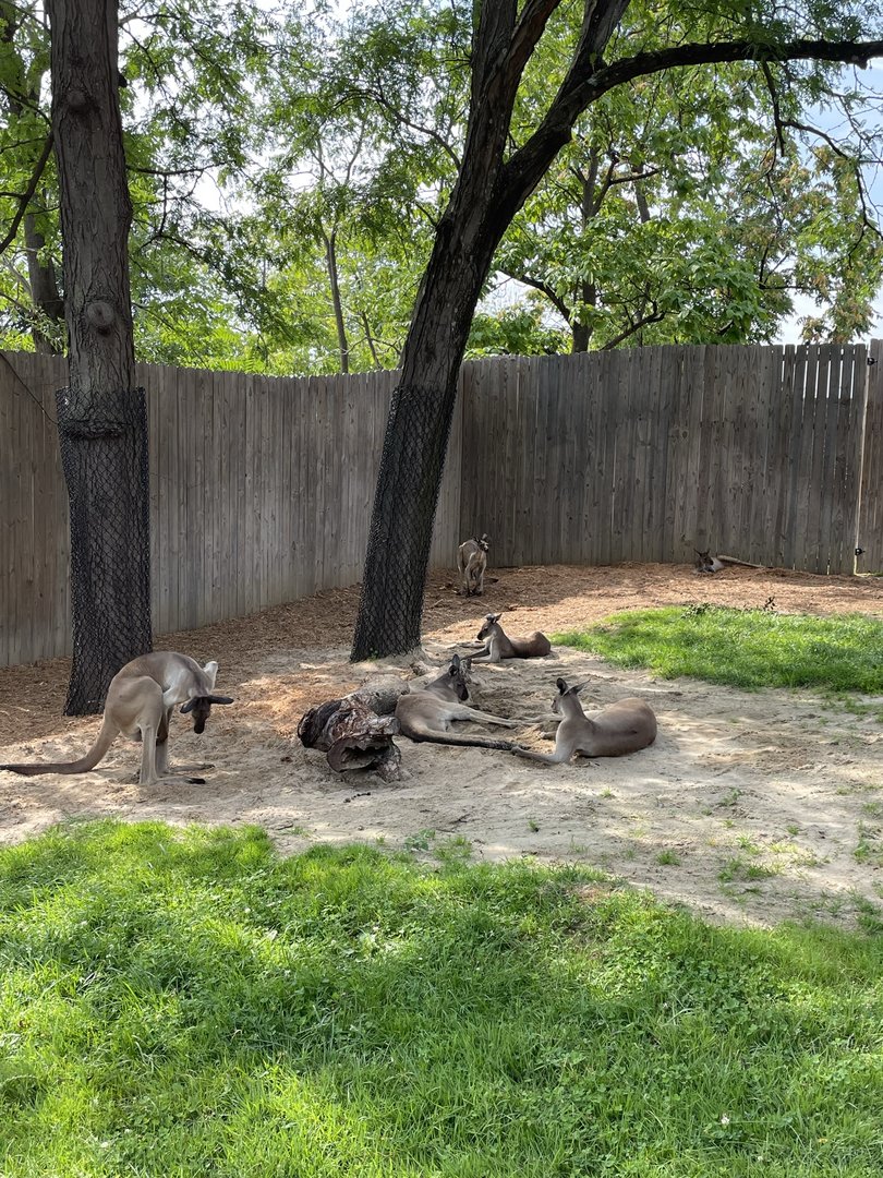 8/11/2023 - Western Gray Kangaroos