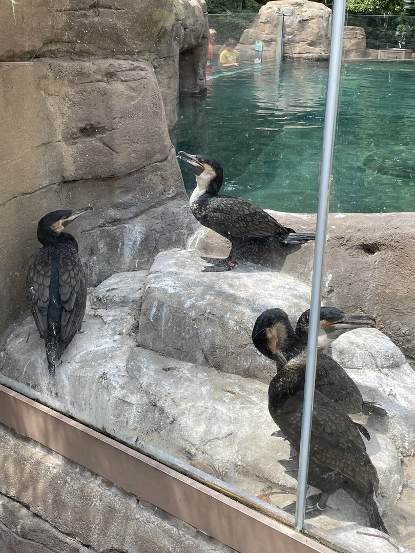 8/11/2023 - White-Breasted Cormorants