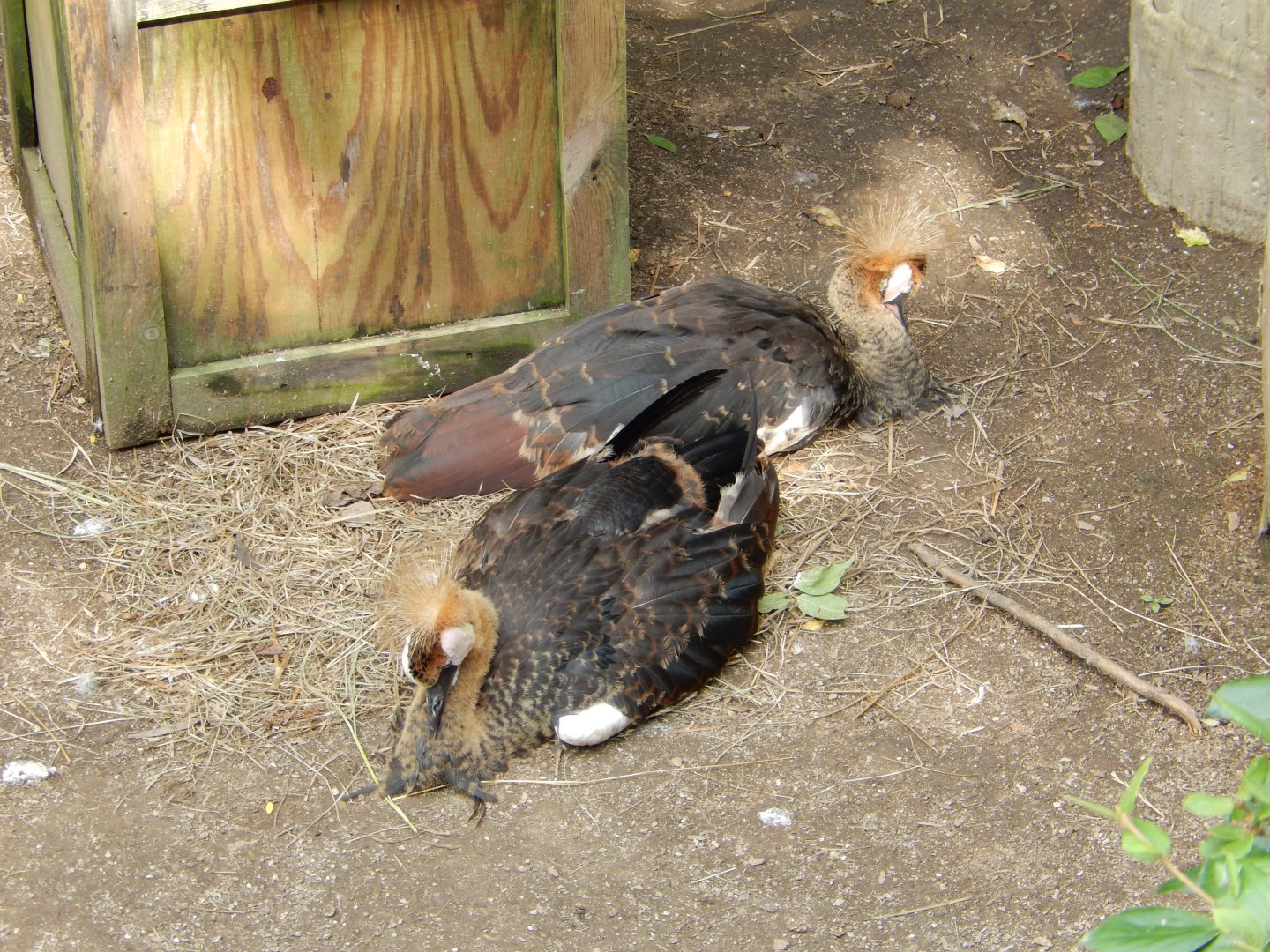 8/12/2018 - African Crowned Crane Chicks