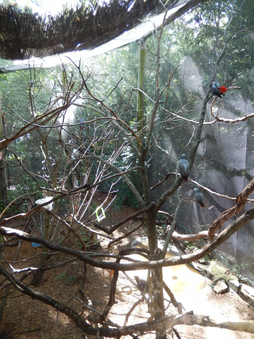 8/12/2018 - African Grey Parrot & Lady Ross' Turaco Aviary