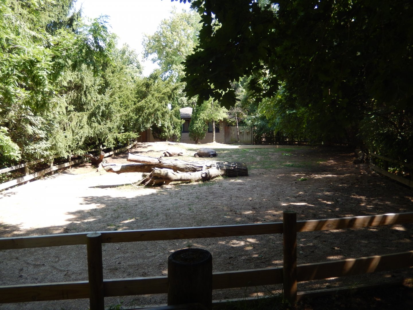8/12/2018 - Aldabra Tortoise Exhibit