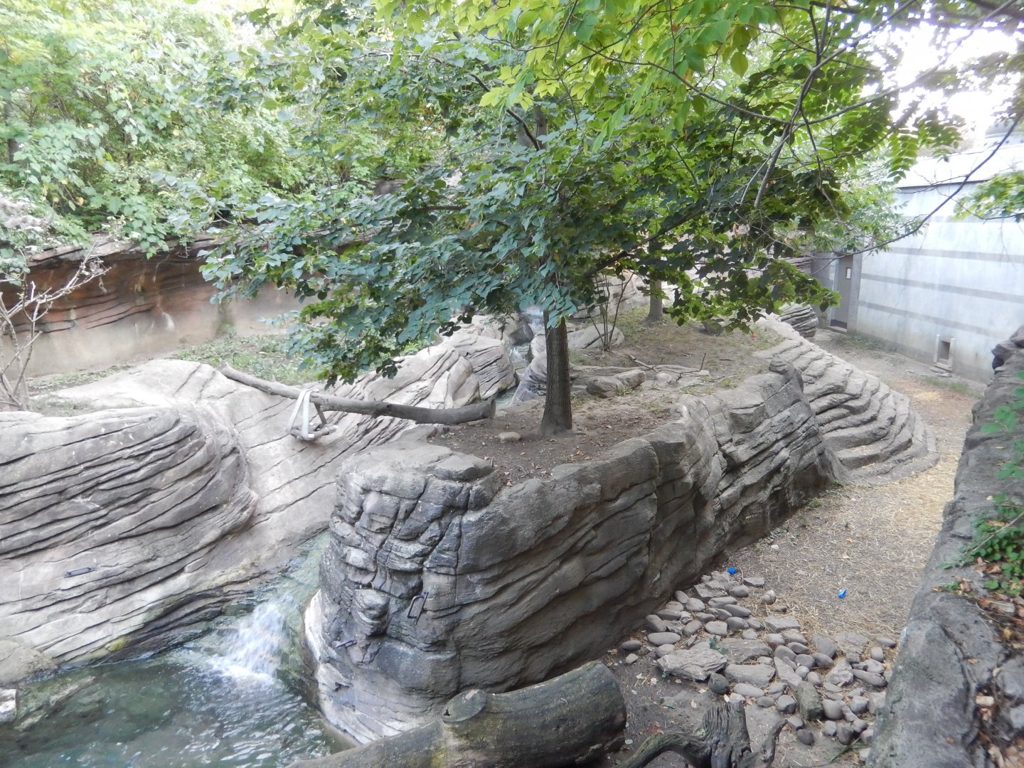 8/12/2018 - Asian Small-Clawed Otter Habitat