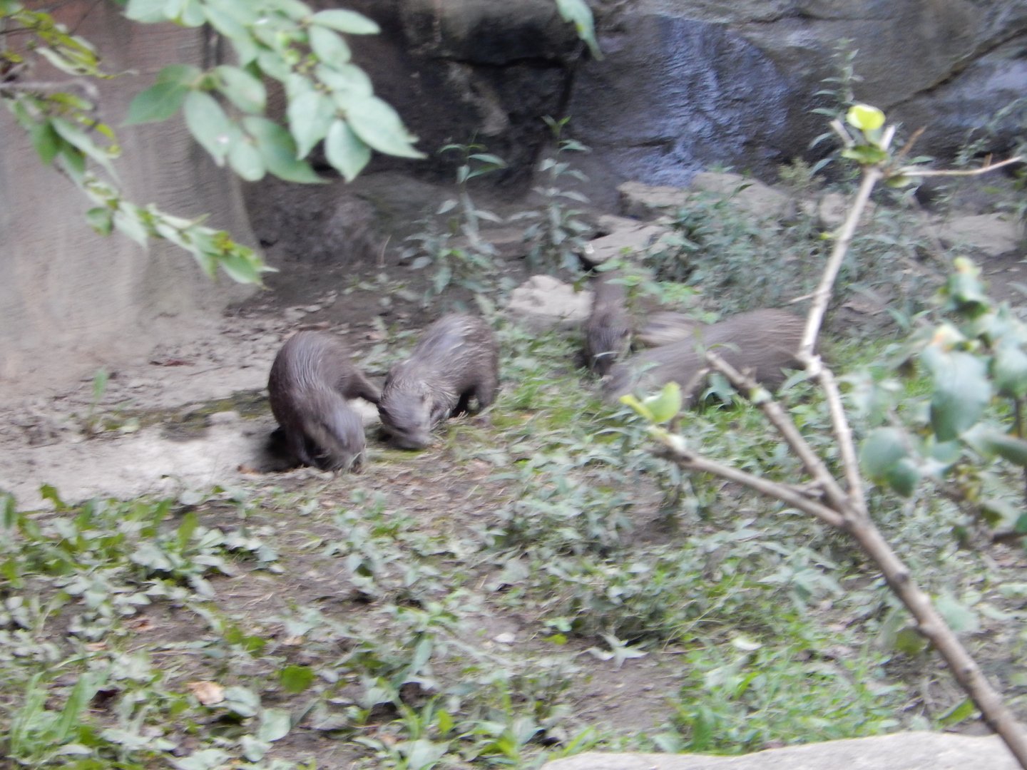 8/12/2018 - Asian Small-Clawed Otters