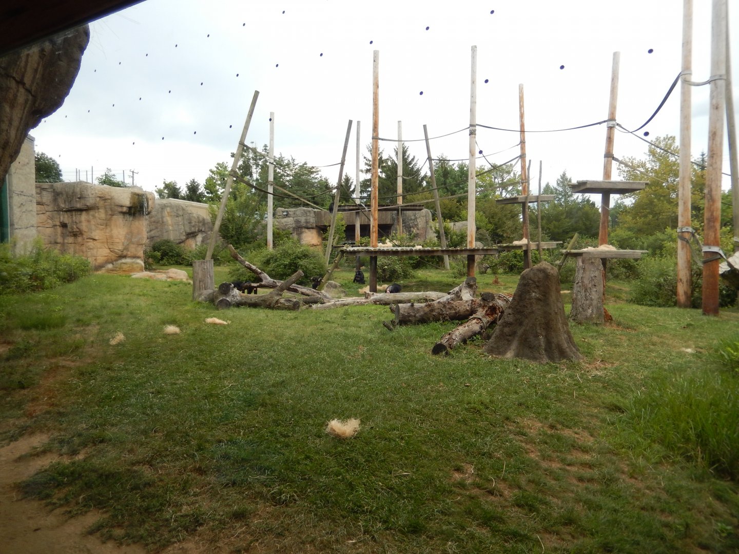 8/12/2018 - Bonobo Habitat