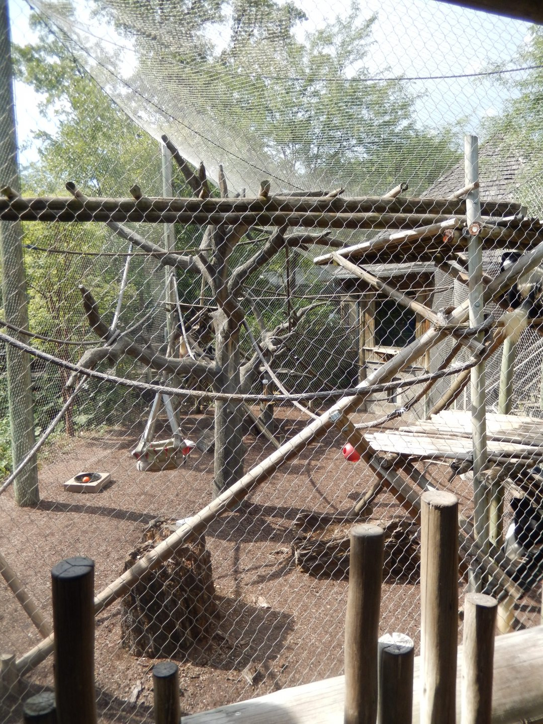 8/12/2018 - Colobus Monkey Habitat