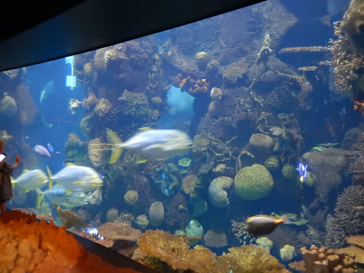 8/12/2018 - Discovery Reef - Main Tank