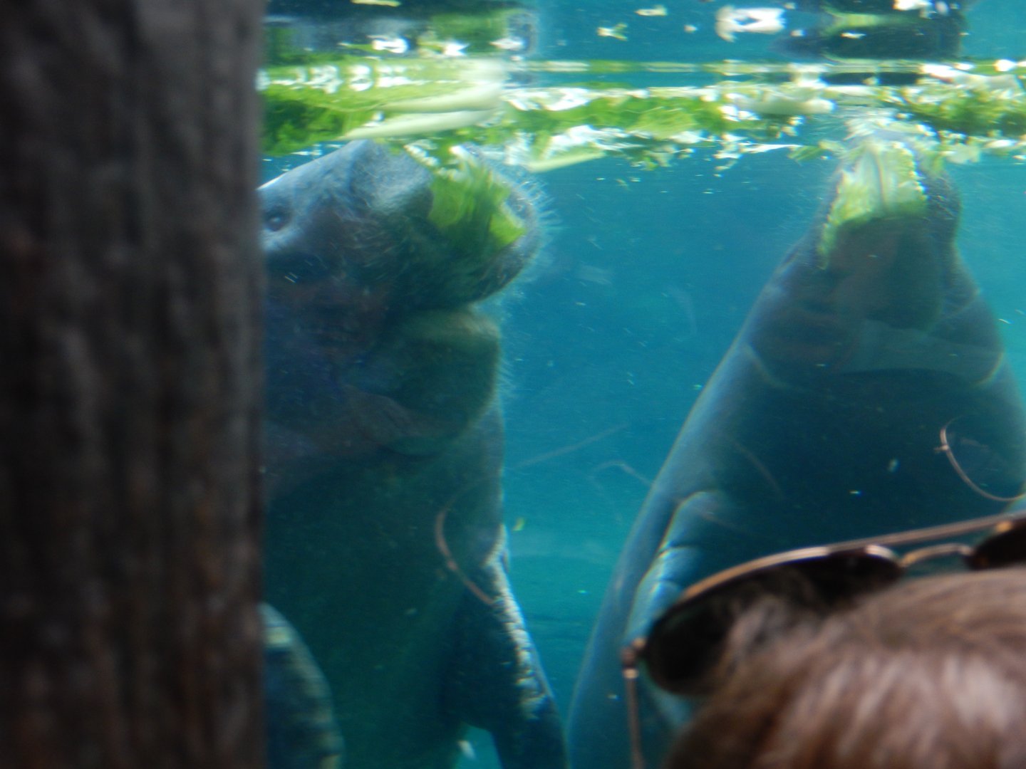 8/12/2018 - Feeding Frenzy...Manatee-Style!
