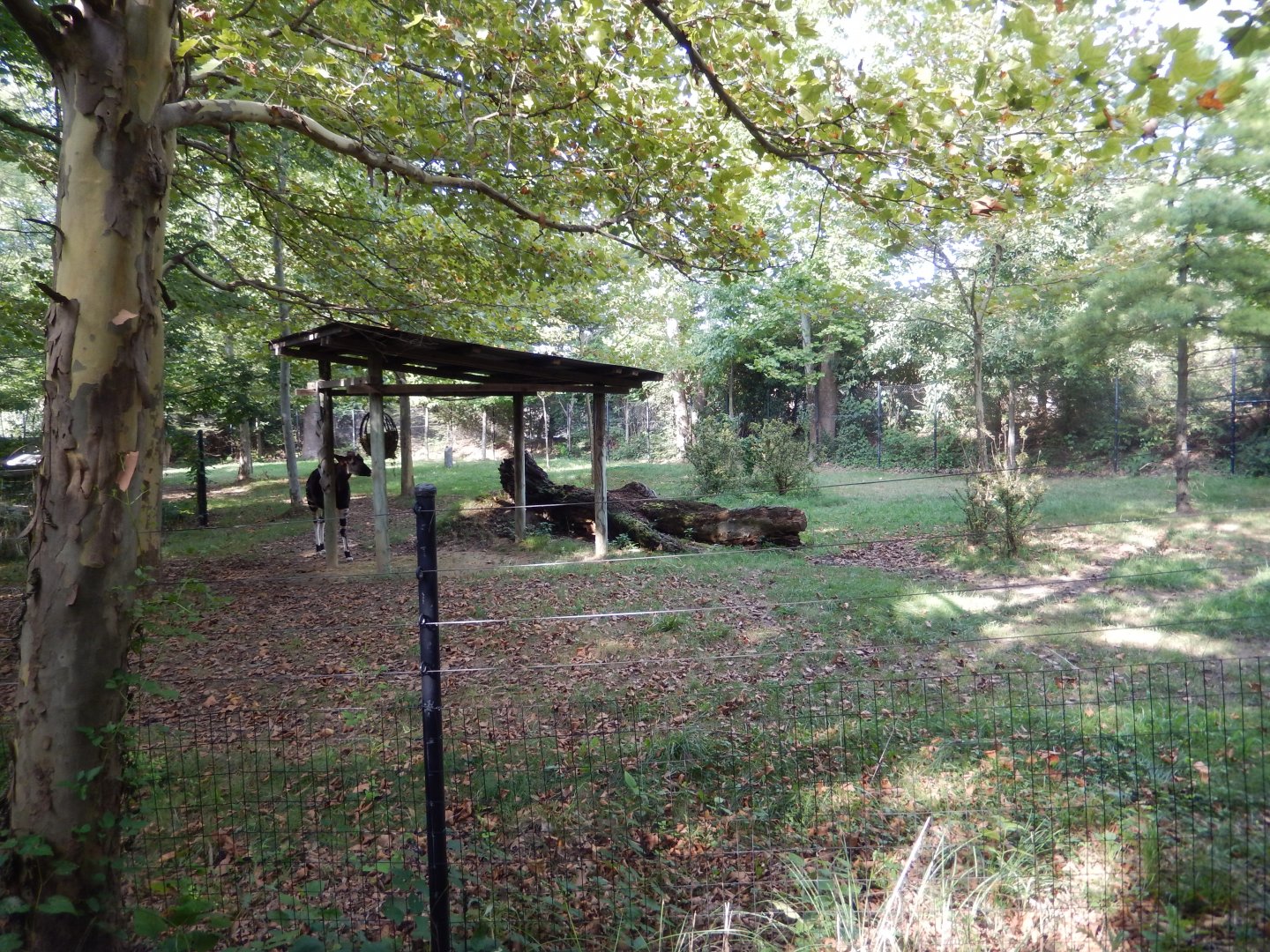 8/12/2018 - First Okapi Paddock