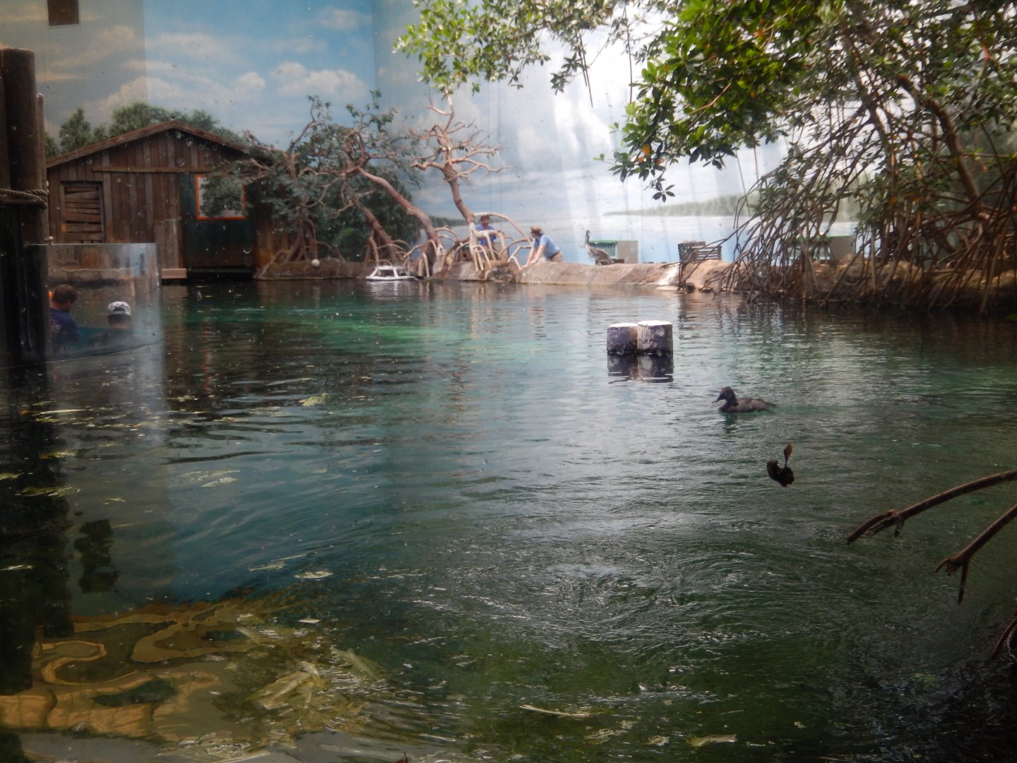 8/12/2018 - Florida Manatee Tank - Surface View