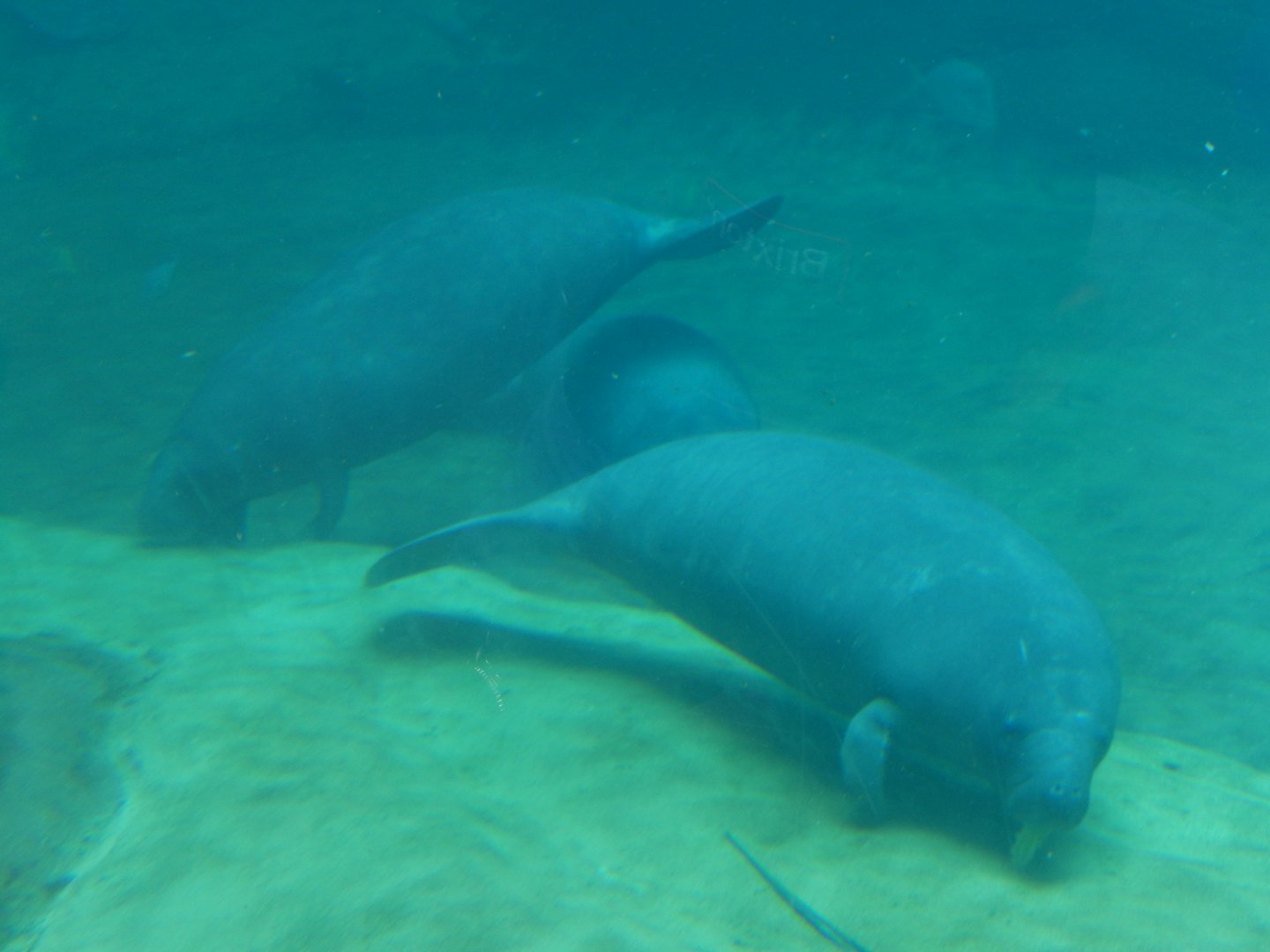 8/12/2018 - Florida Manatees