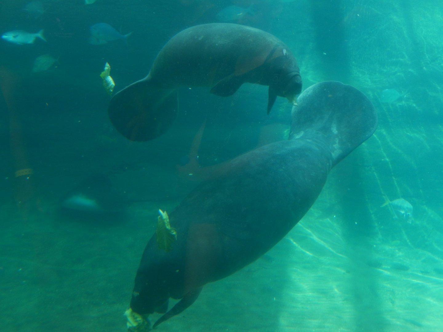 8/12/2018 - Florida Manatees