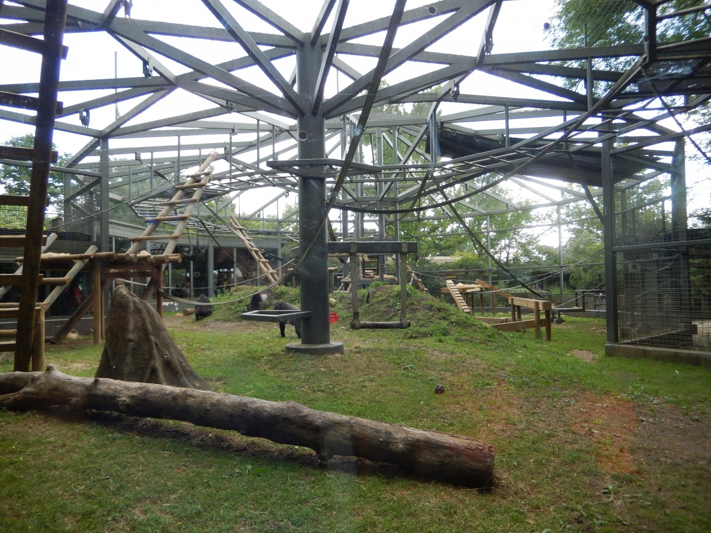 8/12/2018 - Gorilla Habitat