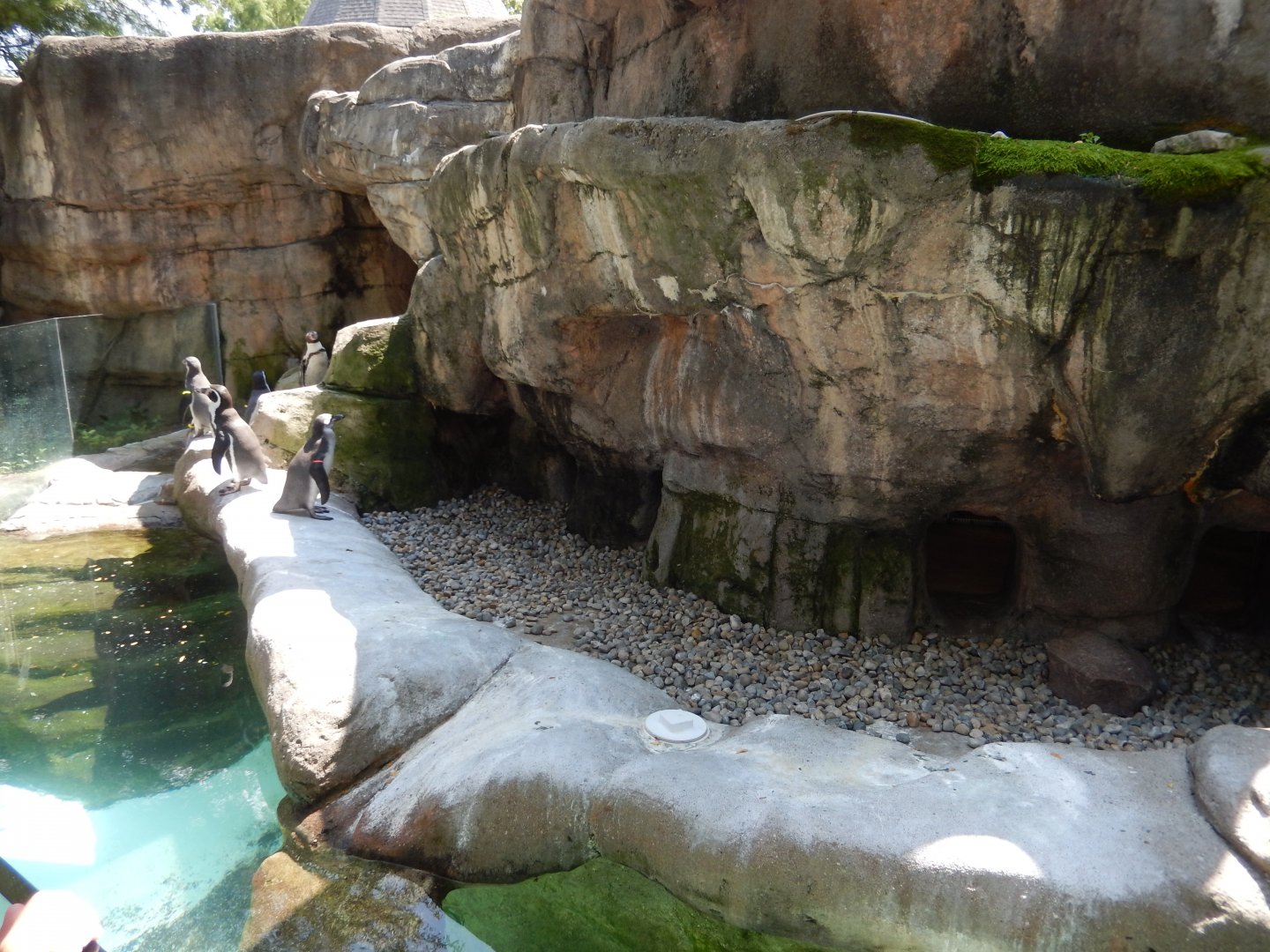 8/12/2018 - Humboldt Penguin Exhibit