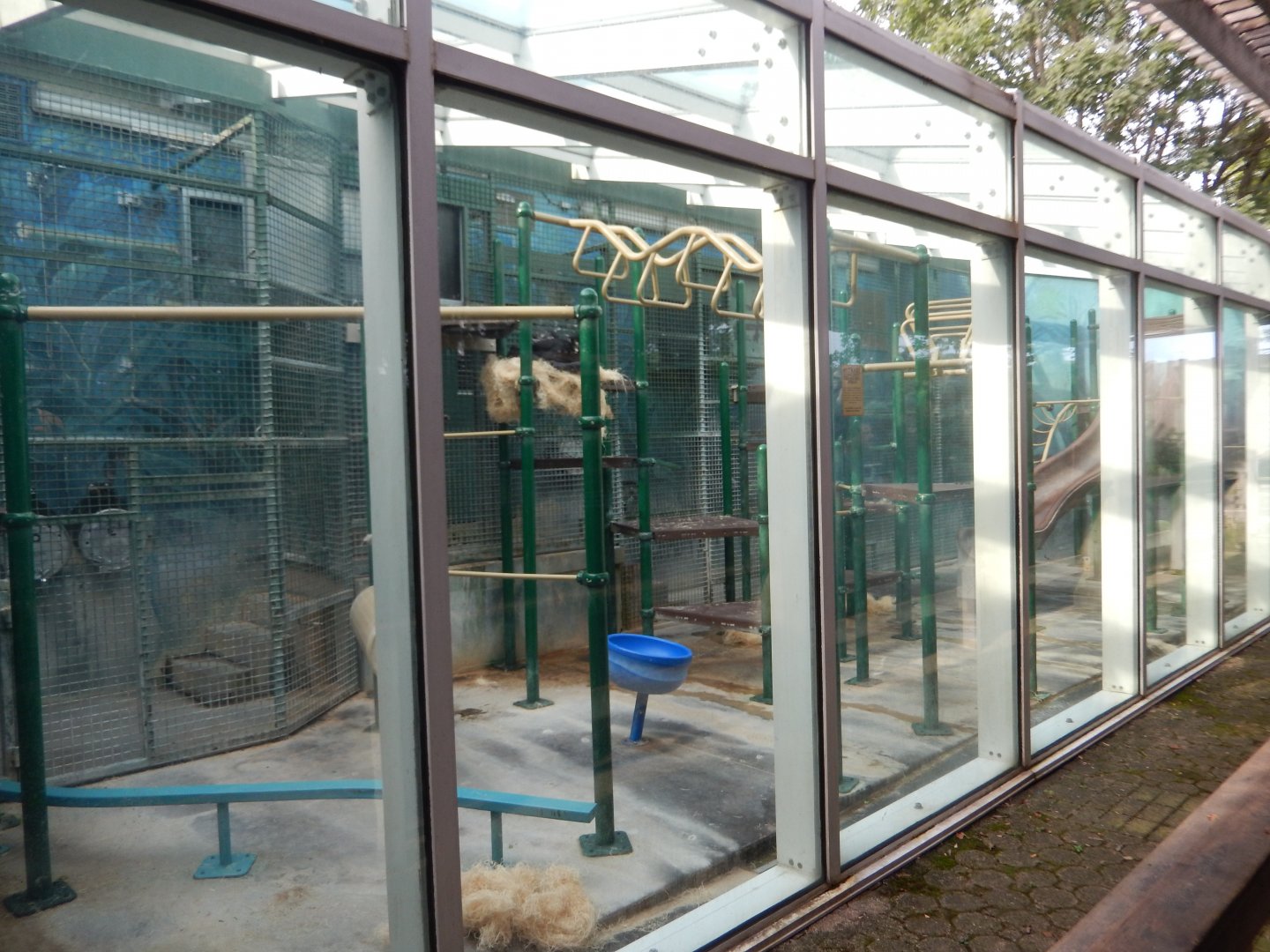 8/12/2018 - Indoor Bonobo Rooms