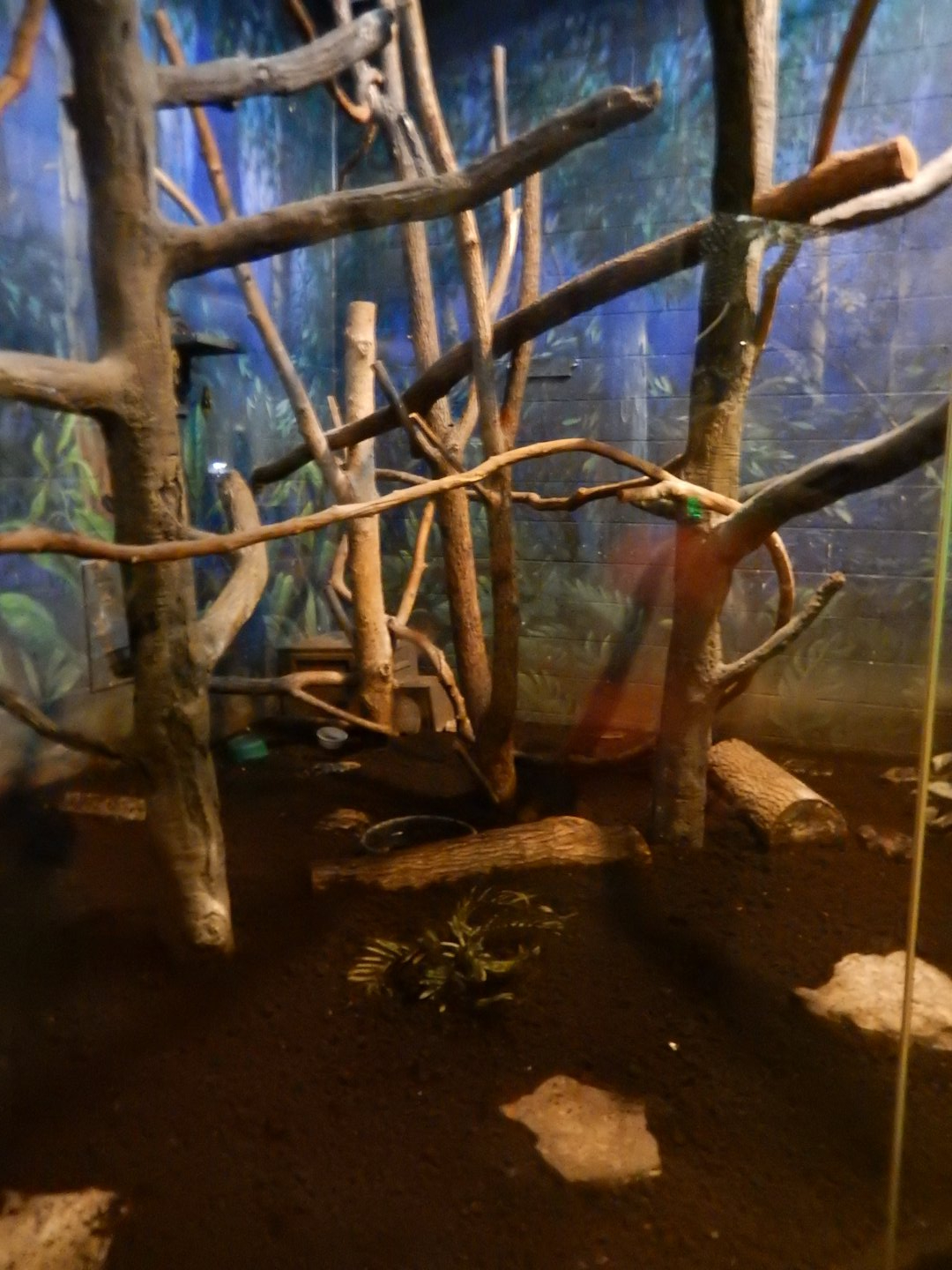 8/12/2018 - Kiwi and Tawny Frogmouth Exhibit