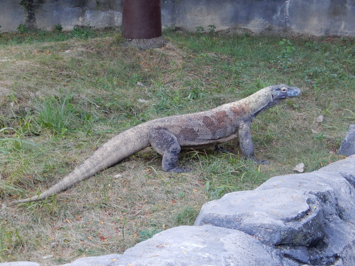 8/12/2018 - Komodo Dragon On the Move