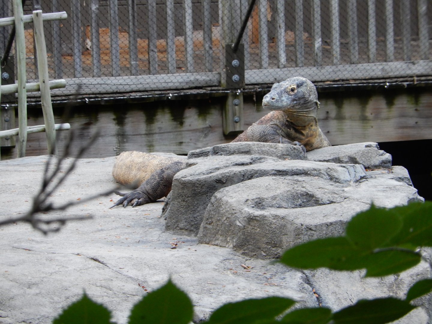 8/12/2018 - Komodo Dragon