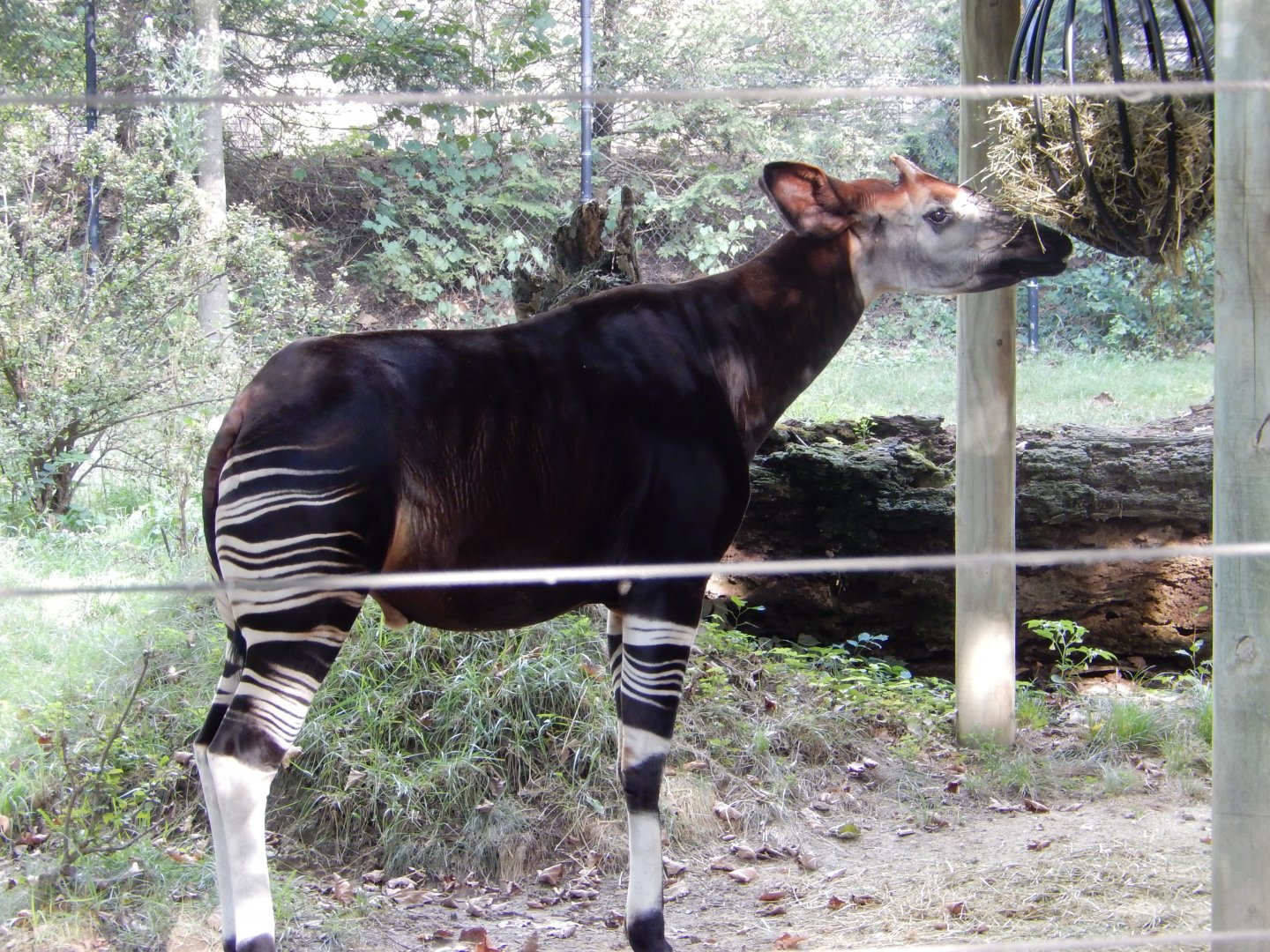 8/12/2018 - Male Okapi