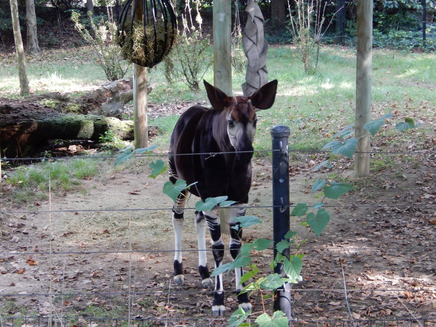 8/12/2018 - Male Okapi