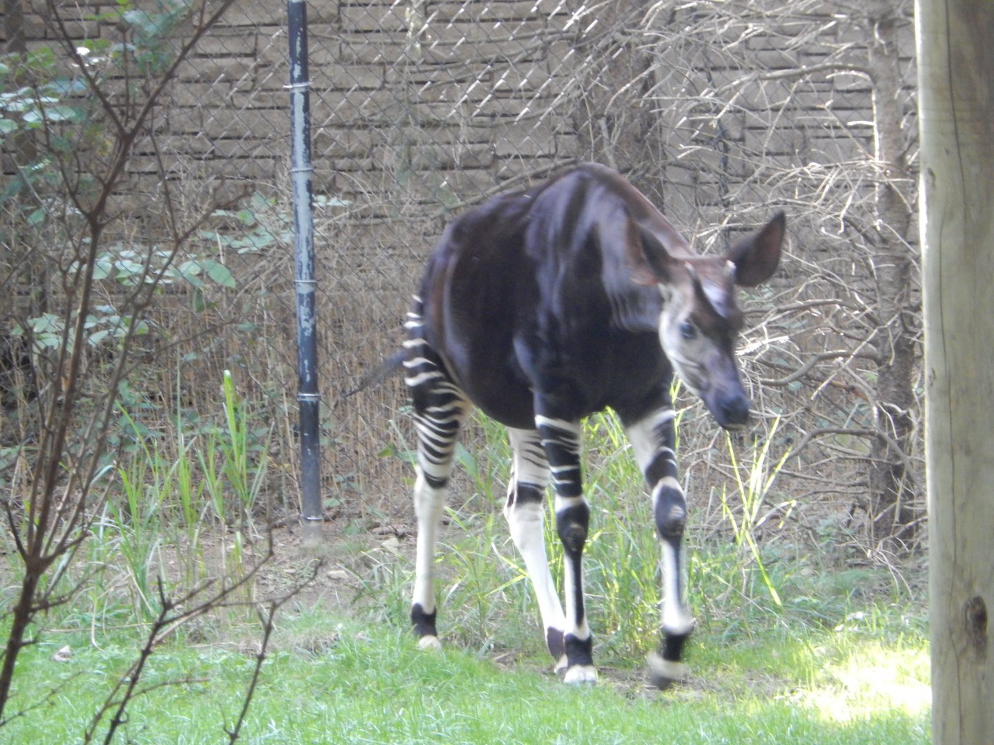 8/12/2018 - Male Okapi