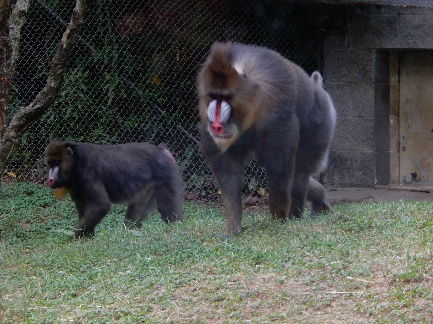 8/12/2018 - Mandrills