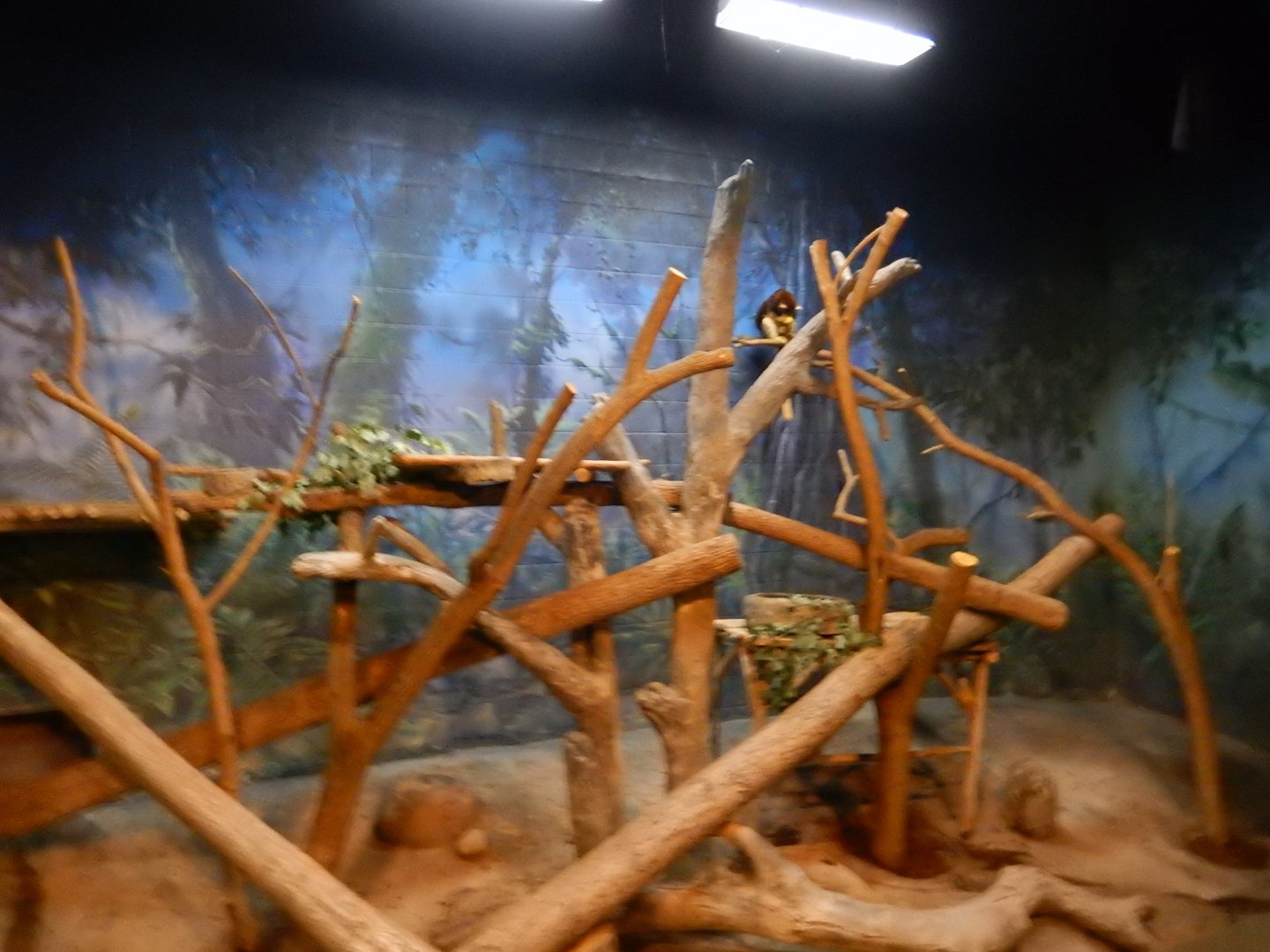 8/12/2018 - Matschie's Tree Kangaroo Exhibit
