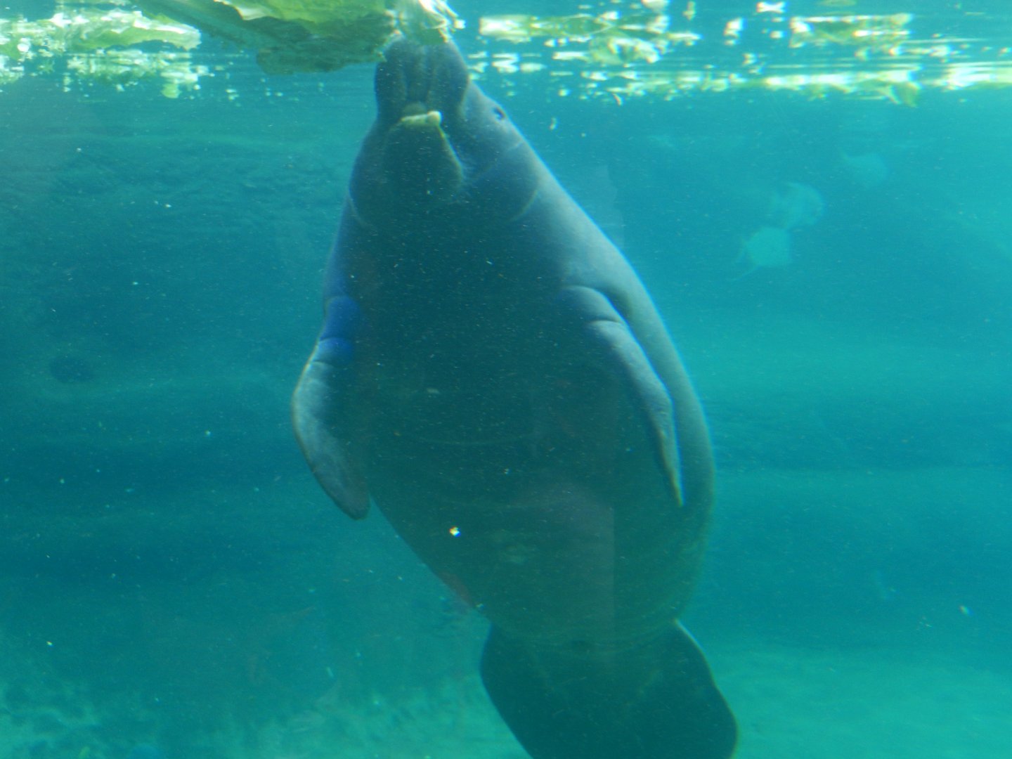 8/12/2018 - Mmmm Lettuce!