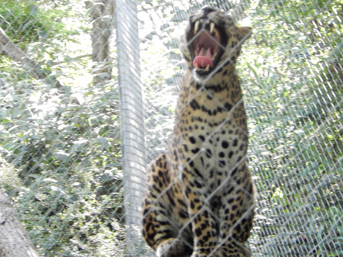 8/12/2018 - My What Big Teeth You Got