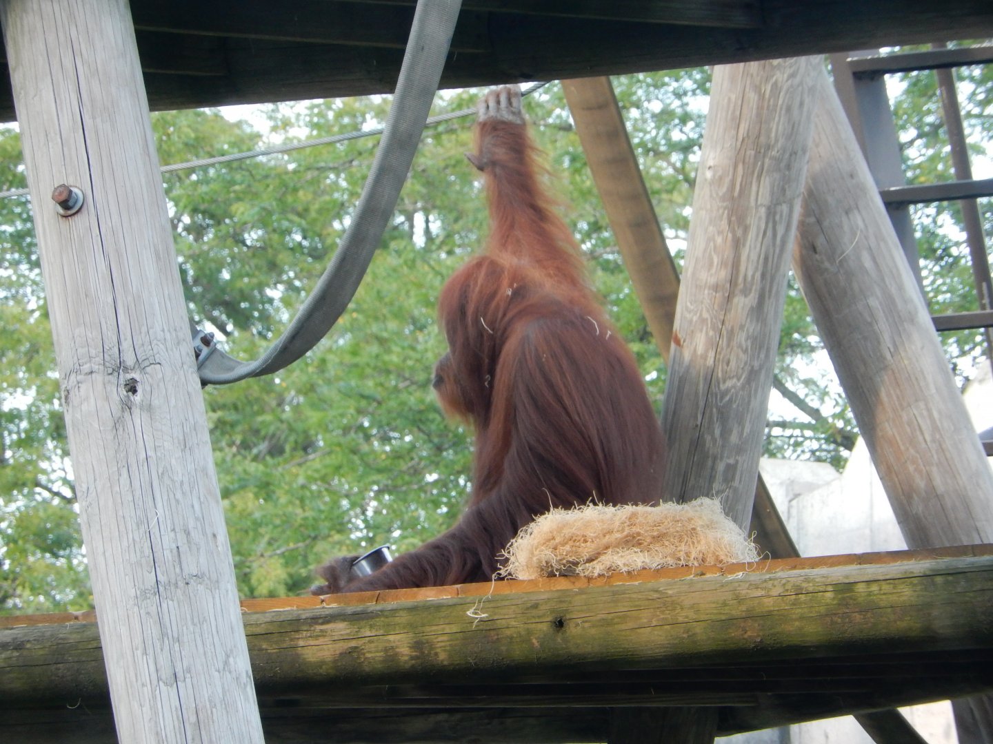 8/12/2018 - Orangutan