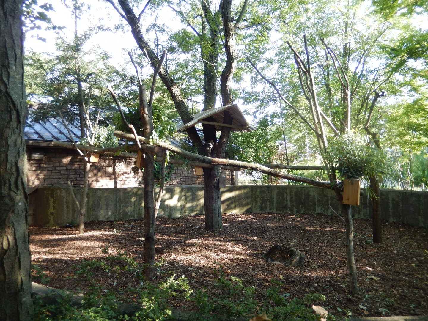 8/12/2018 - Outdoor Koala Exhibit
