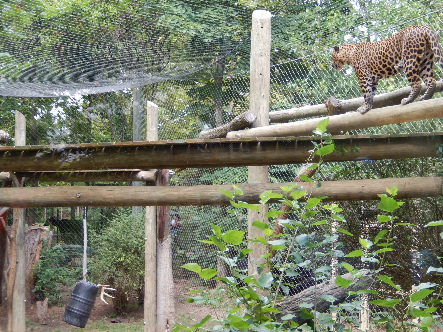 8/12/2018 - Predator and Prey in the Congo