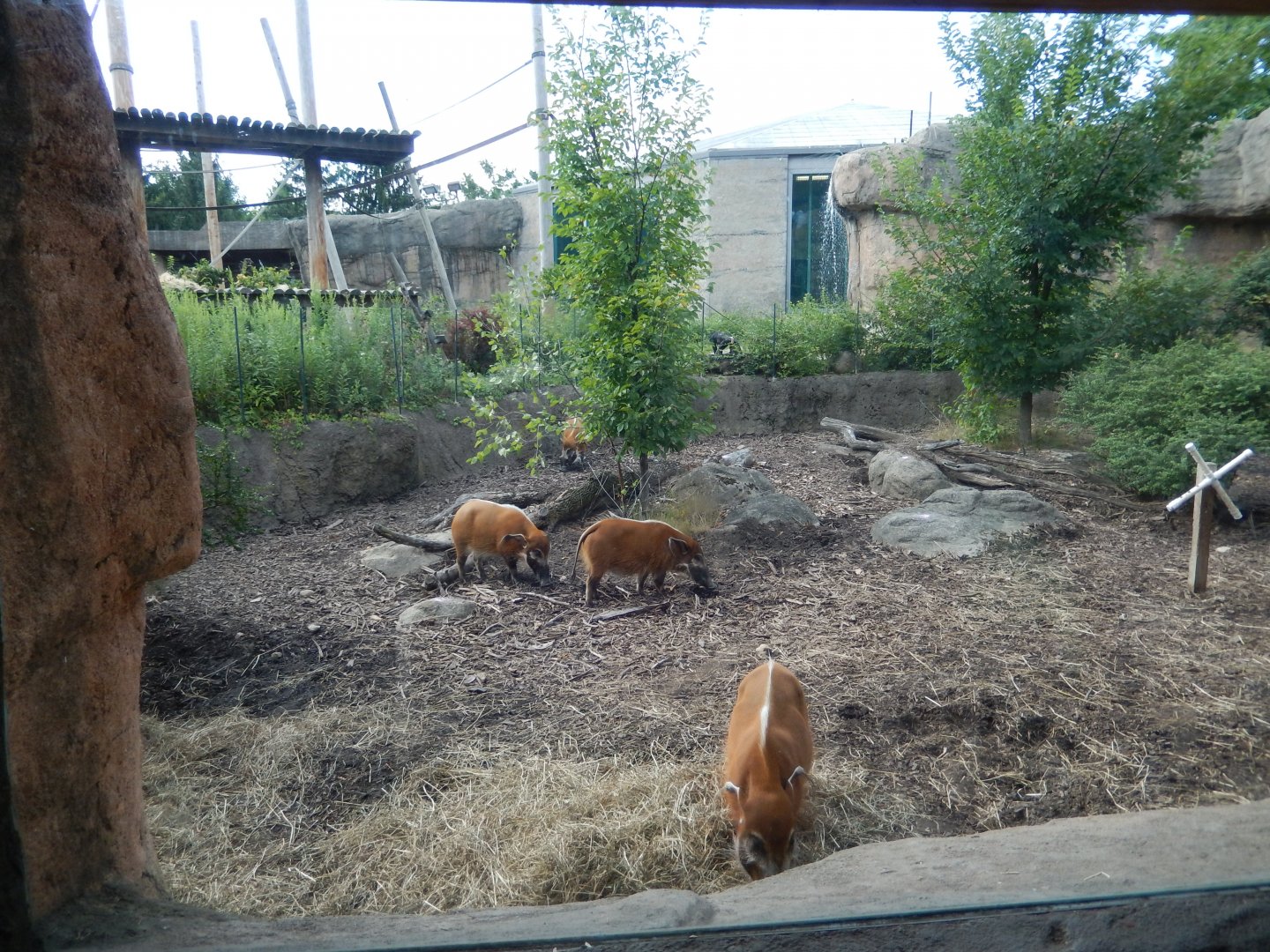 8/12/2018 - Red River Hog Exhibit