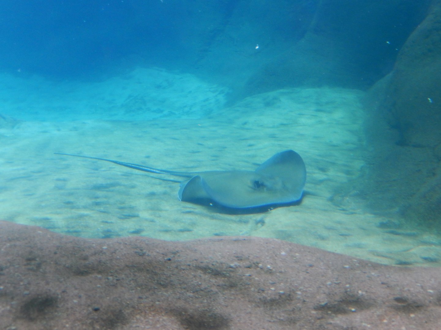 8/12/2018 - Southern Stingray