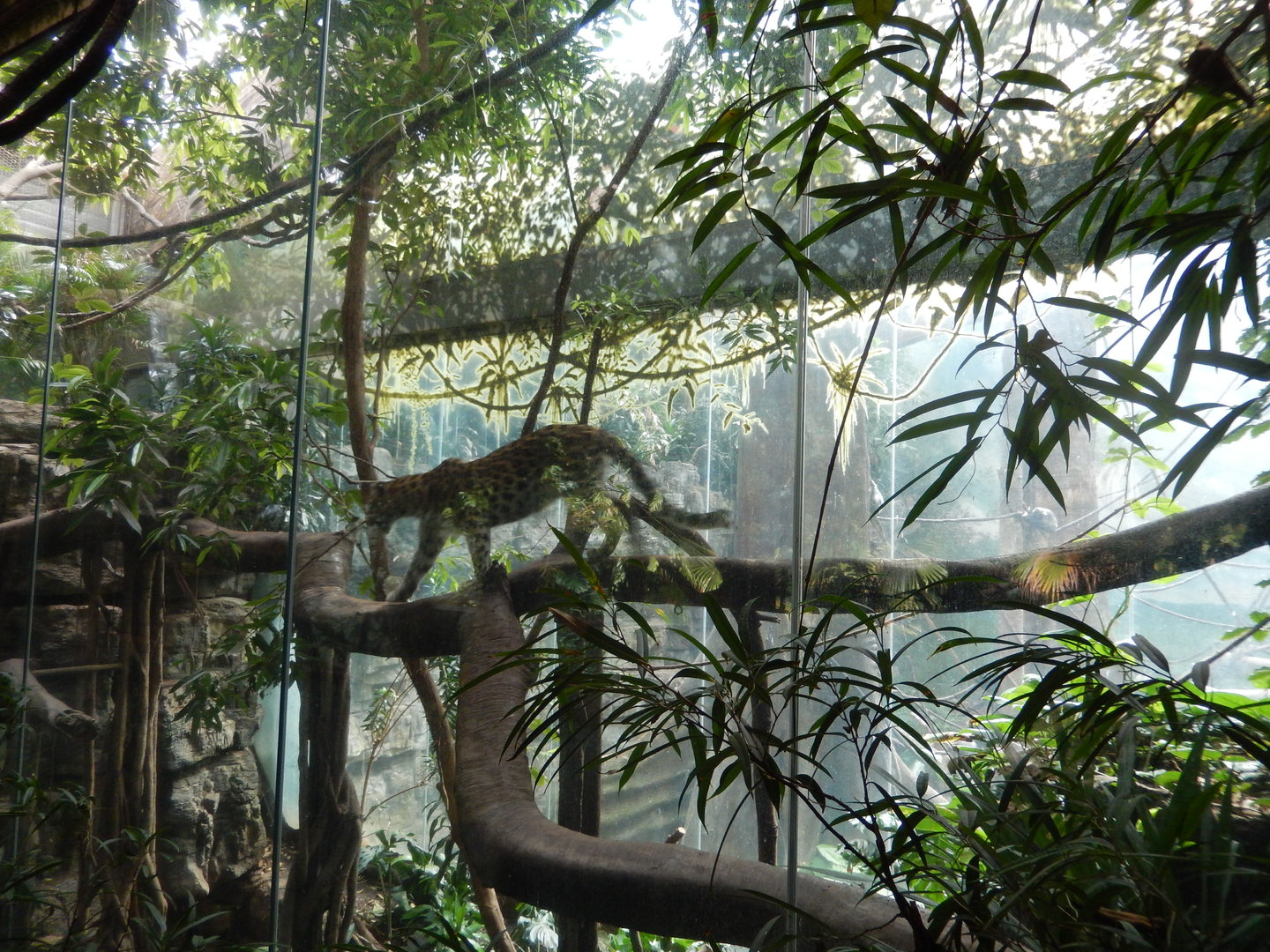 8/12/2022 - Amur Leopard Exhibit