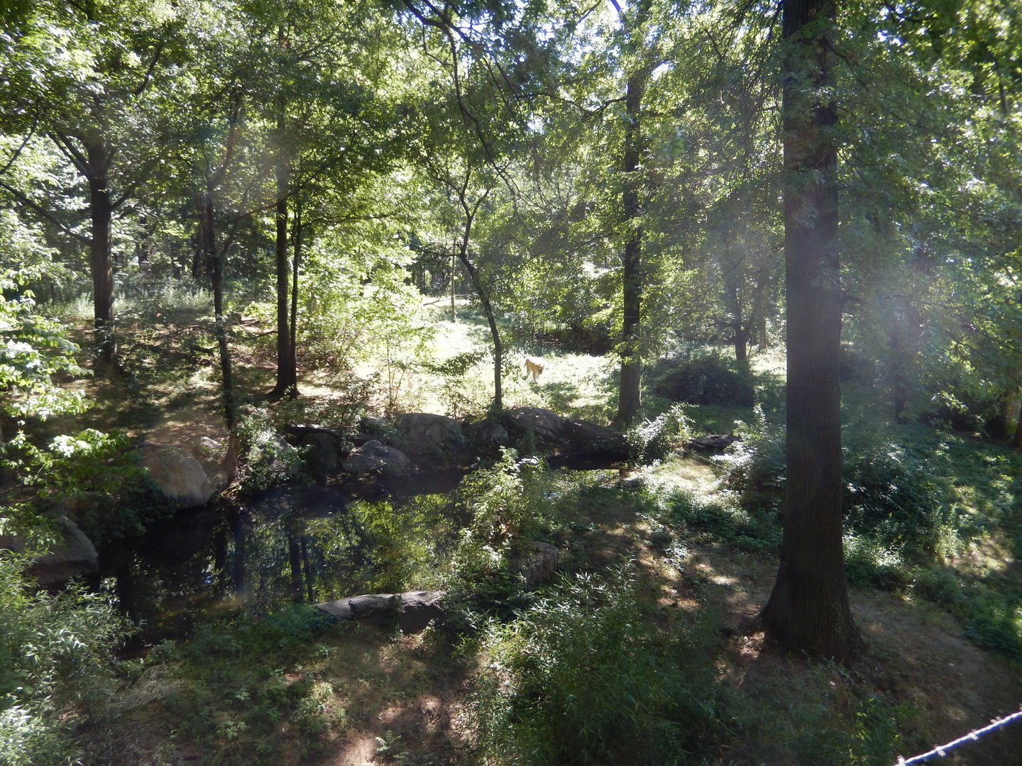 8/12/2022 - Amur Tiger Habitat