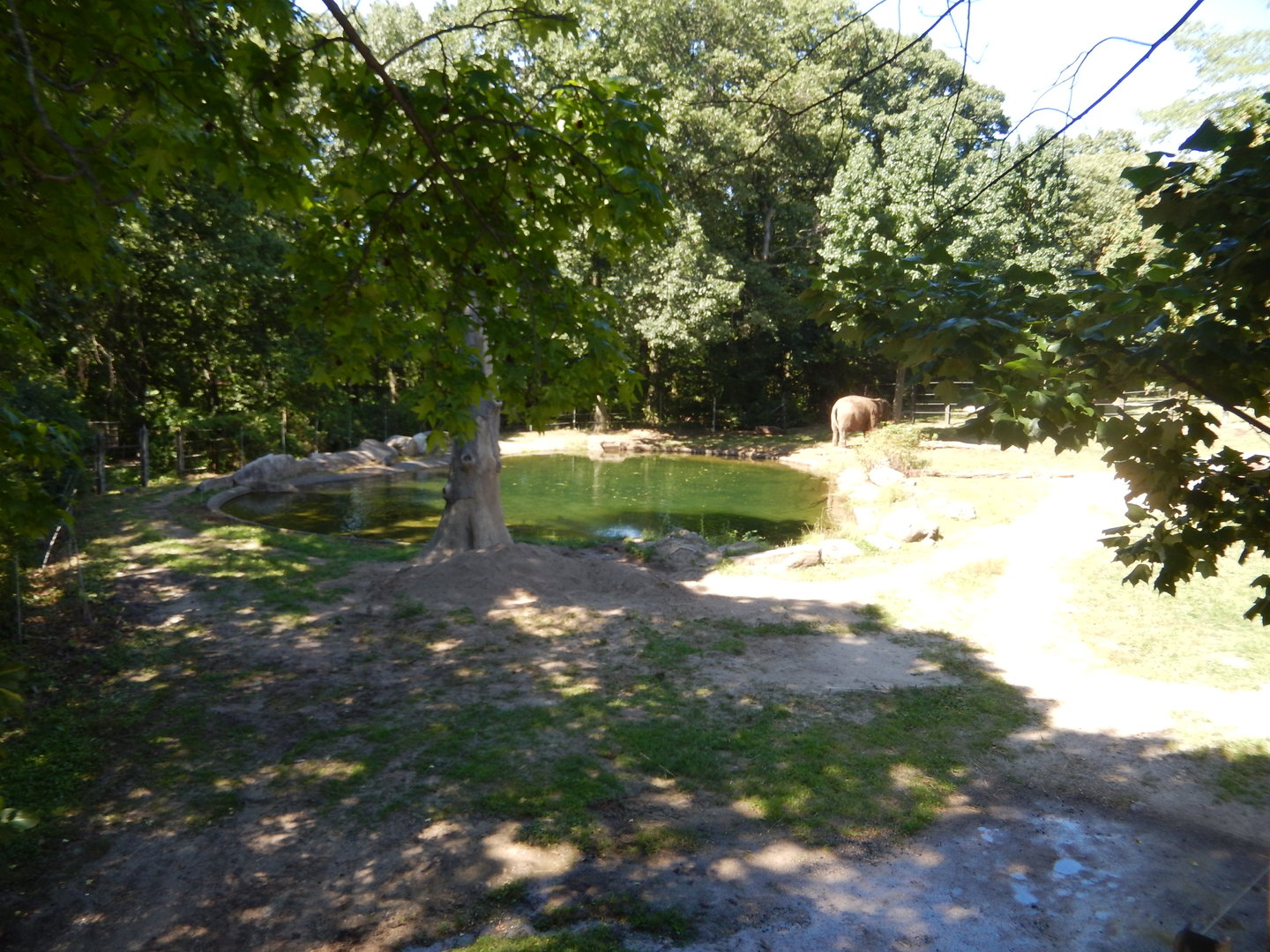 8/12/2022 - Asian Elephant Habitat