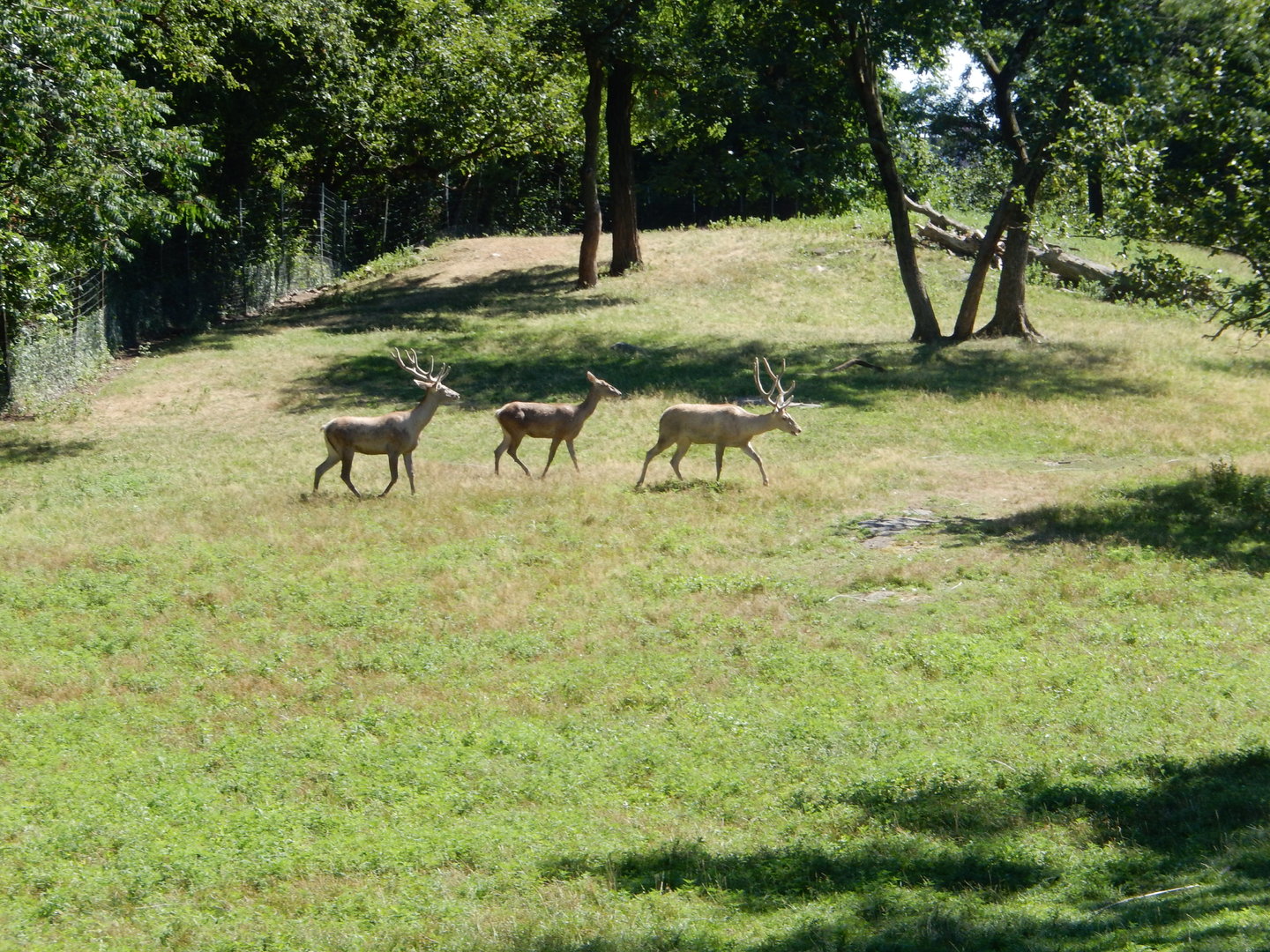 8/12/2022 - Bactrian Deer Habitat