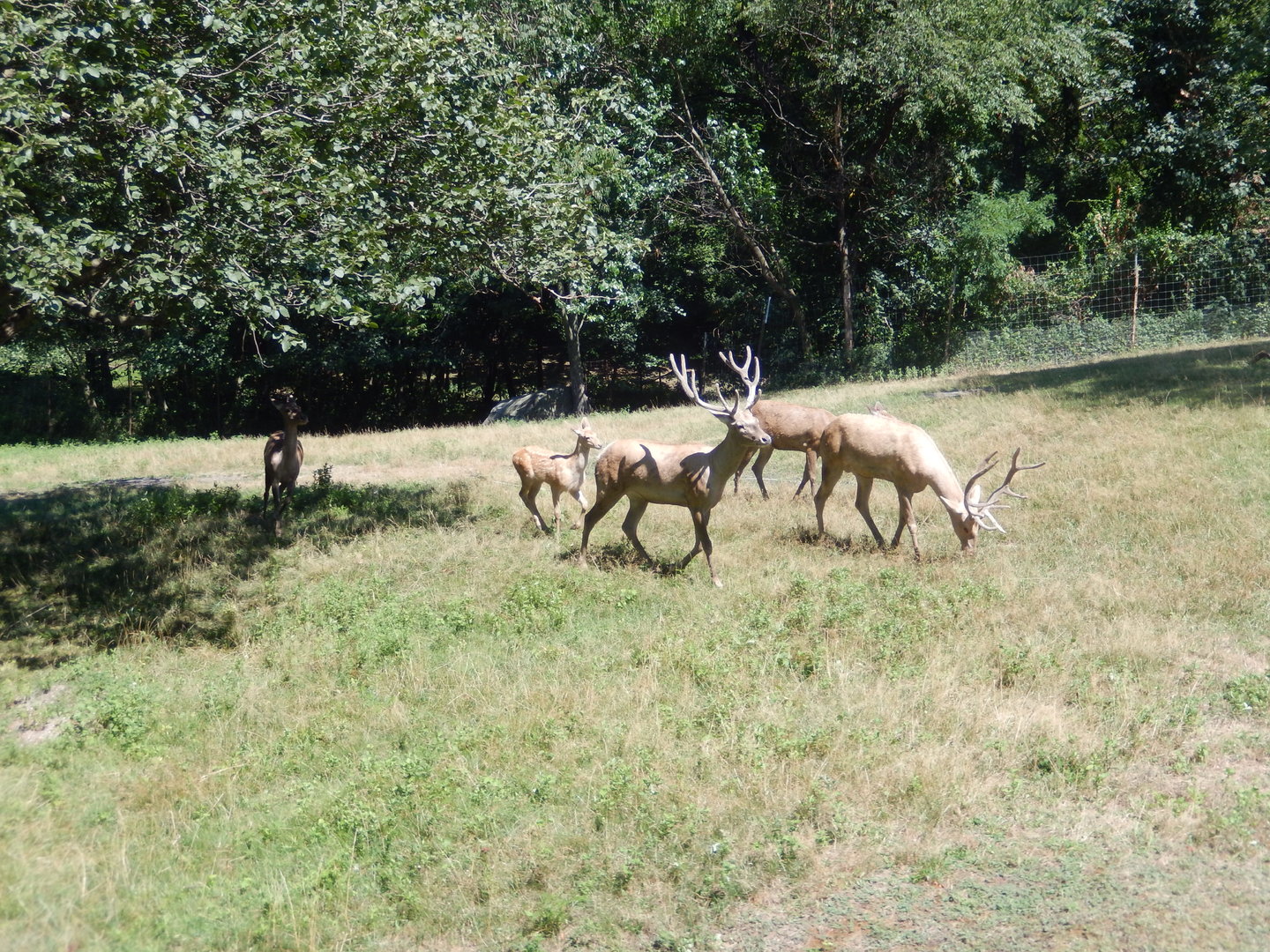 8/12/2022 - Bactrian Deer