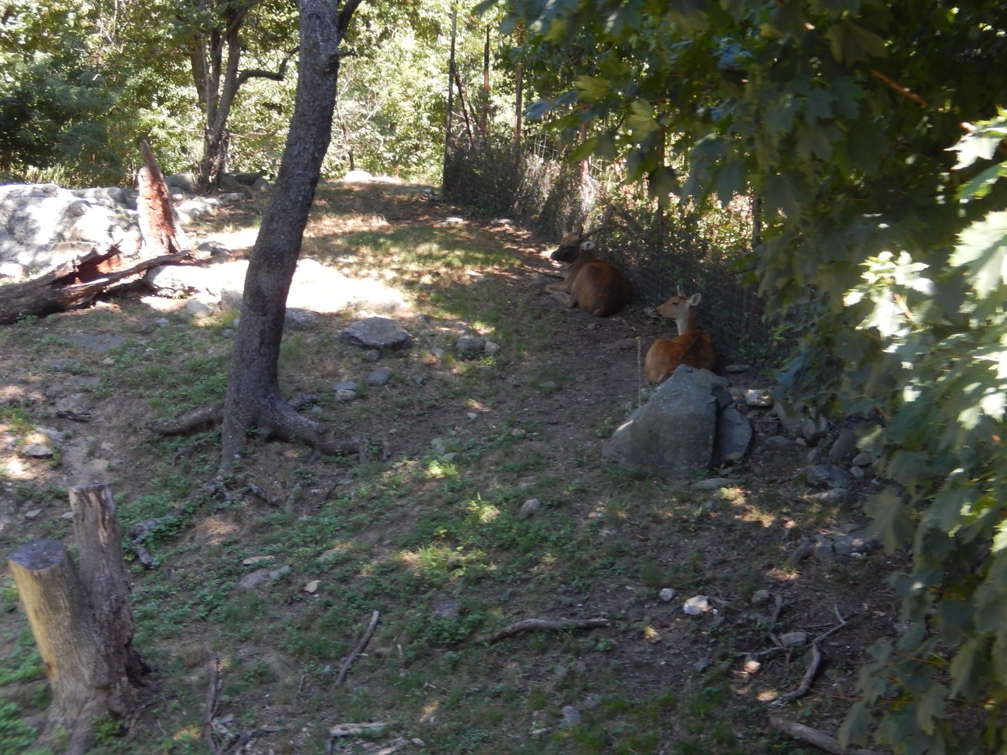 8/12/2022 - Barasingha